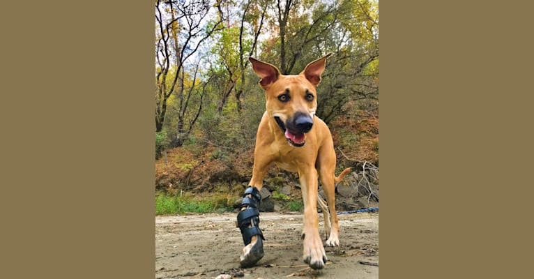 Cooper, a Catahoula Leopard Dog and Border Collie mix tested with EmbarkVet.com