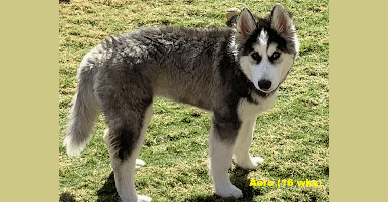 Photo of Aero, an Alaskan Malamute and Siberian Husky mix in Colorado City, Arizona, USA