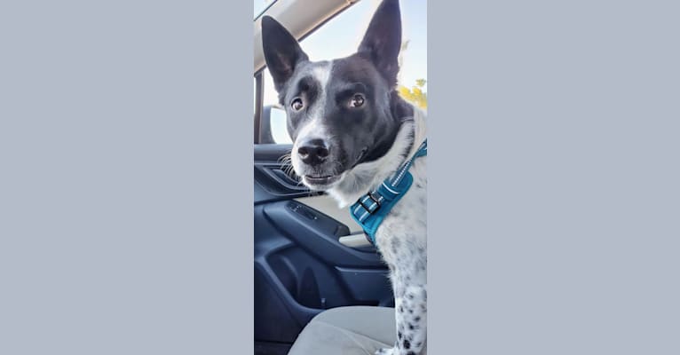 Archer, an Australian Cattle Dog and Border Collie mix tested with EmbarkVet.com