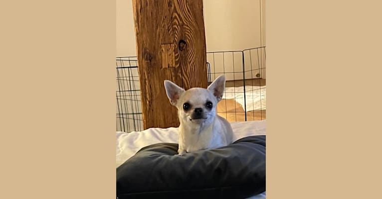 Photo of Darling, a Chihuahua  in Oslo, Oslo, Norway