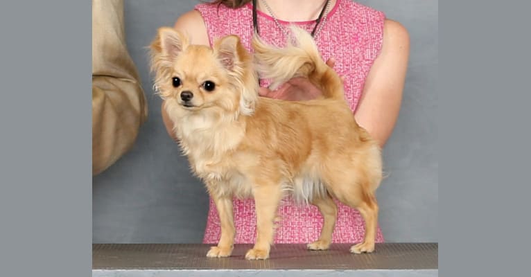 Risque, a Chihuahua tested with EmbarkVet.com