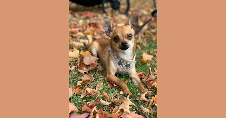 Jinx, a Chihuahua tested with EmbarkVet.com