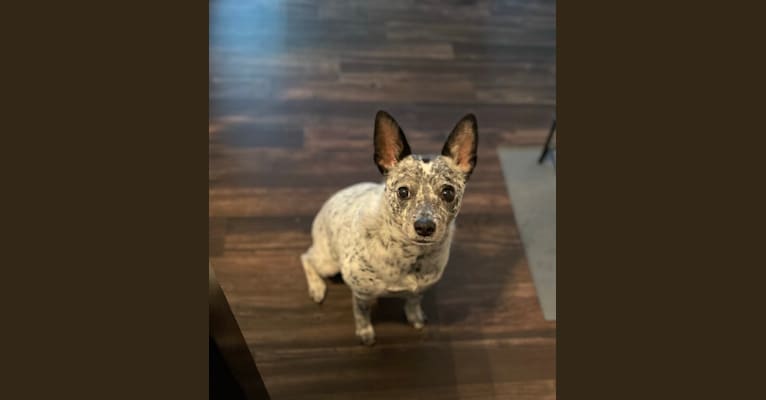 Photo of Zelda, an Australian Cattle Dog, Chihuahua, Pomeranian, and Poodle (Small) mix in Campbell, California, USA