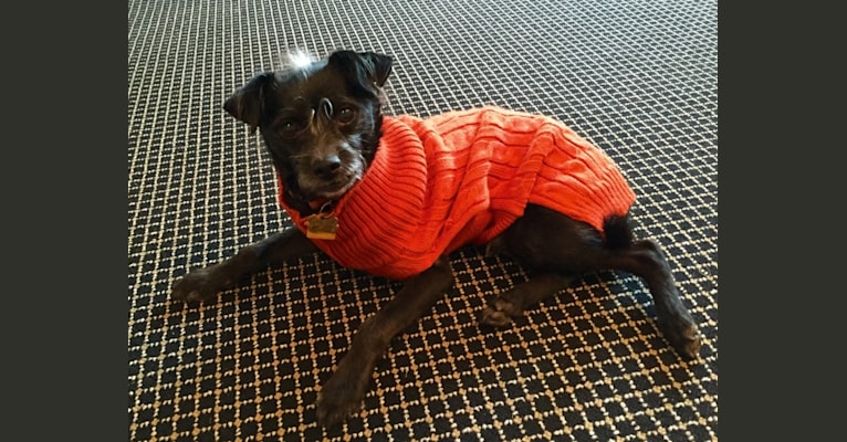 Photo of Eddie, a Poodle (Small), Chihuahua, and Mixed mix in Newton, Massachusetts, USA
