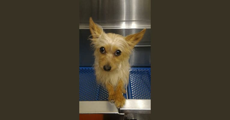 Piccolo, a Chihuahua and Poodle (Small) mix tested with EmbarkVet.com