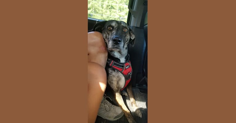 Sierra, a Mountain Cur tested with EmbarkVet.com