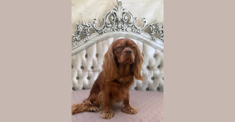 Rowan, a Cavalier King Charles Spaniel tested with EmbarkVet.com