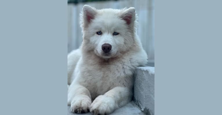 Blue Moon Huskies " Heaven ", a Siberian Husky tested with EmbarkVet.com