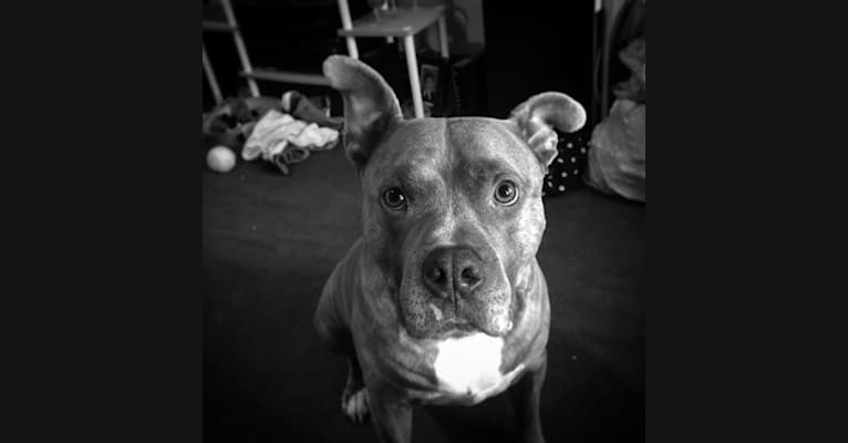 Griffen, an American Bully and American Pit Bull Terrier mix tested with EmbarkVet.com