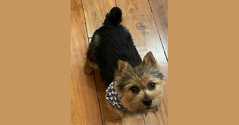 Koda, a Norwich Terrier tested with EmbarkVet.com