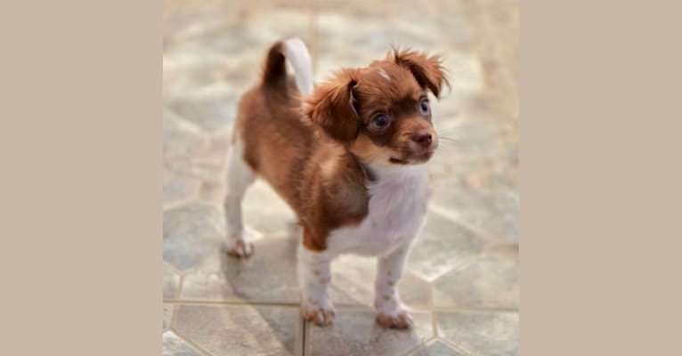 Beau, a Chihuahua and Shih Tzu mix tested with EmbarkVet.com