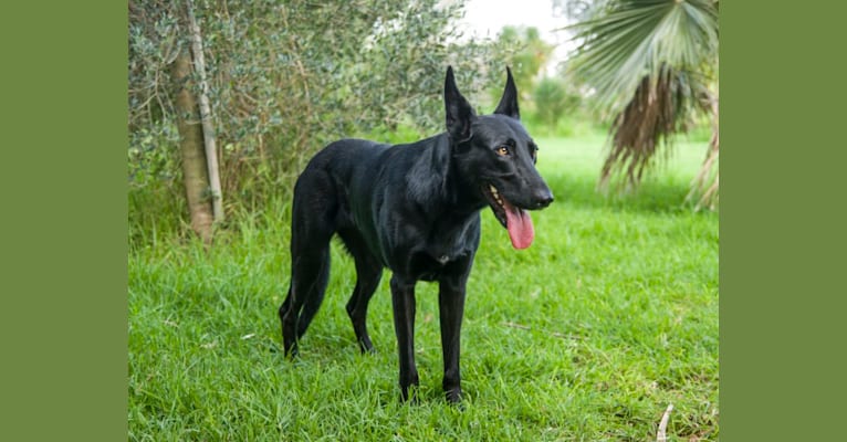 Onyx, a German Shepherd Dog and Border Collie mix tested with EmbarkVet.com