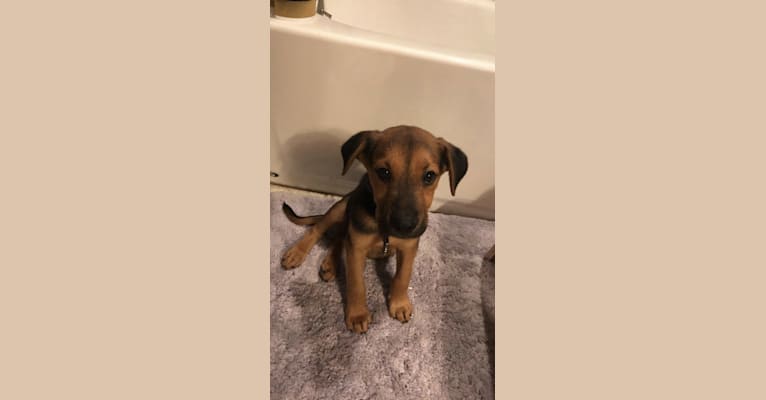 Benji, a Rottweiler and Labrador Retriever mix tested with EmbarkVet.com