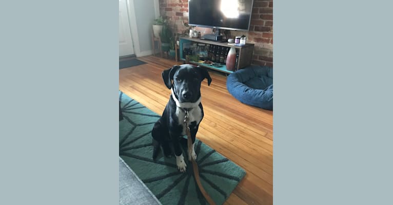 Ralph, an Australian Cattle Dog and American Pit Bull Terrier mix tested with EmbarkVet.com