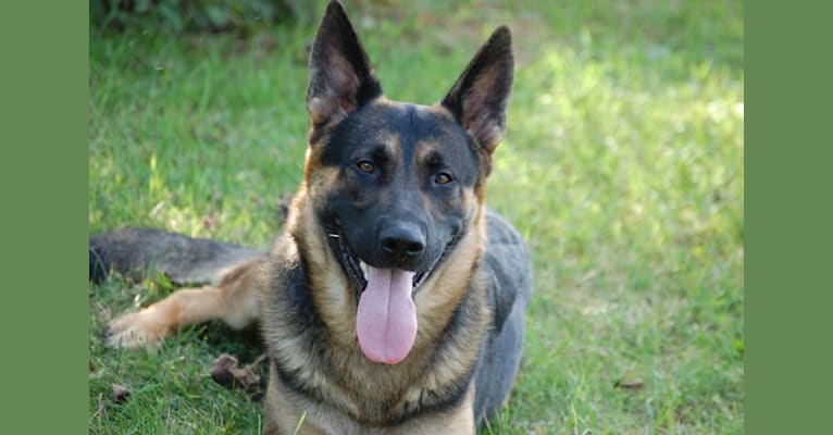 Champ, a German Shepherd Dog tested with EmbarkVet.com