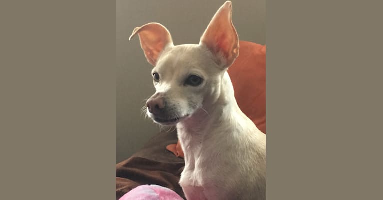 Olaf, a Chihuahua (10.0% unresolved) tested with EmbarkVet.com