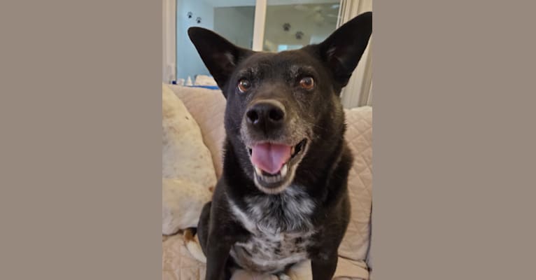 Photo of Freya, a Chow Chow, Rat Terrier, American Pit Bull Terrier, and Mixed mix in San Antonio, Texas, USA