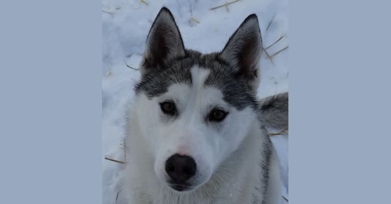 Photo of Yeti, a Siberian Husky and Alaskan-type Husky mix in Phelps, Wisconsin, USA