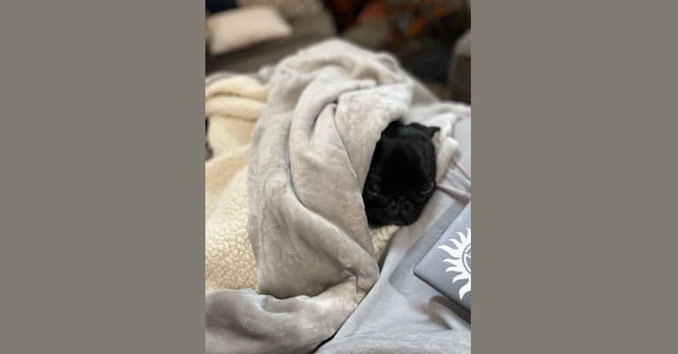 Photo of Todd Barkley, a Pug  in St. Helens, OR, USA