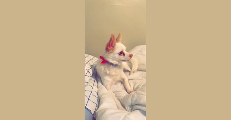 Roscoe Dash, a Chihuahua and Shih Tzu mix tested with EmbarkVet.com
