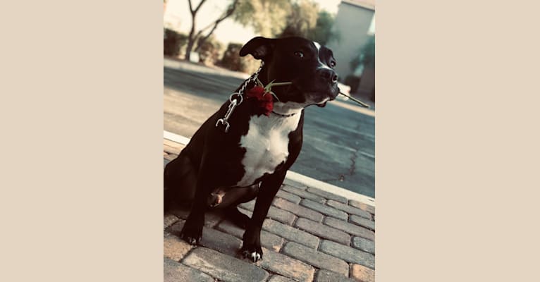 Mickey, an American Bully tested with EmbarkVet.com