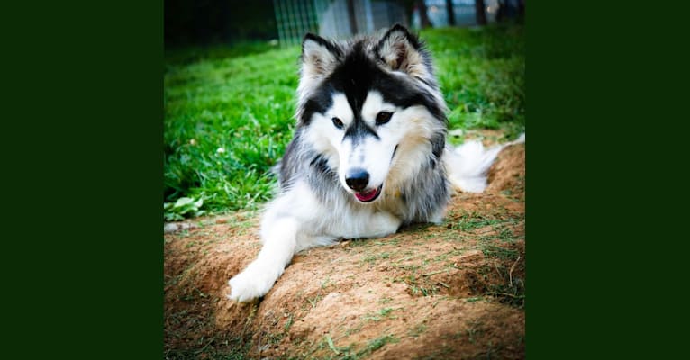 Photo of Raven, a Siberian Husky  in Concord, NC, USA