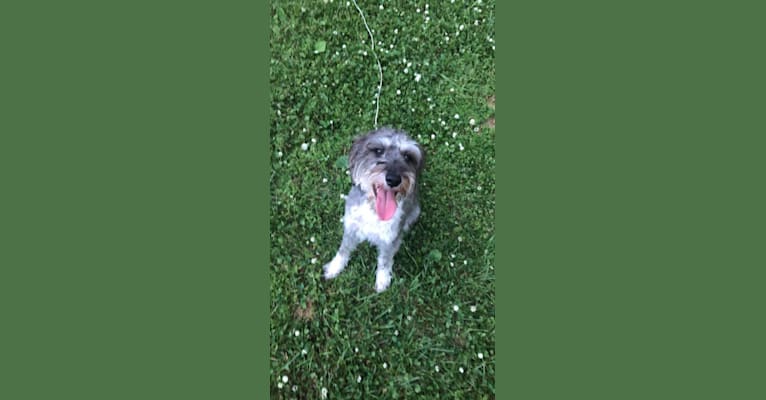 Fallon, a Miniature Schnauzer and Russell-type Terrier mix tested with EmbarkVet.com