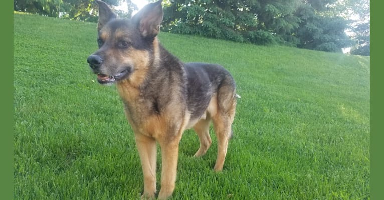 Doozie, a German Shepherd Dog and Australian Cattle Dog mix tested with EmbarkVet.com