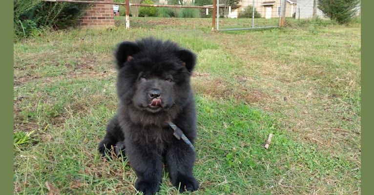Ludey, a Chow Chow tested with EmbarkVet.com