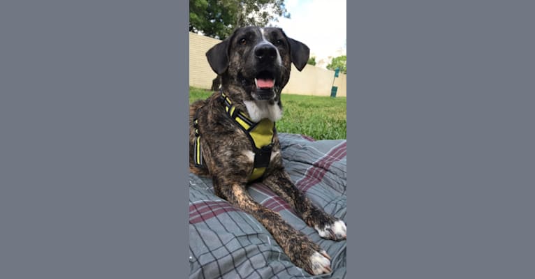 Photo of Akira, a Labrador Retriever, Australian Cattle Dog, Chow Chow, American Pit Bull Terrier, and American Bulldog mix in Eustis, Florida, USA