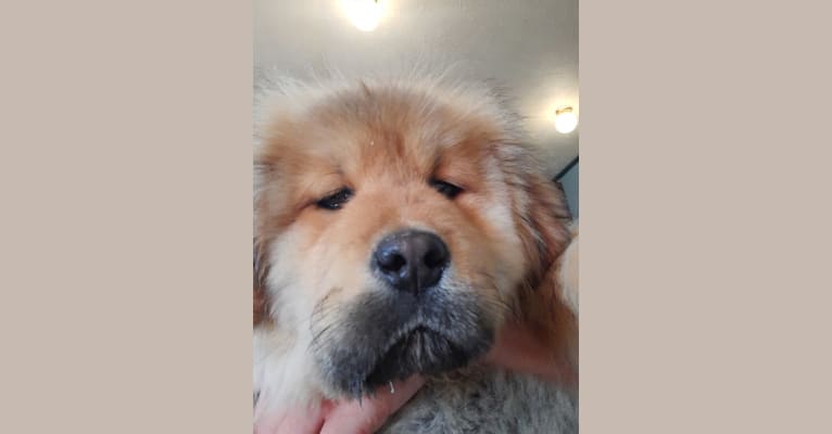 Fenrir, a Tibetan Mastiff tested with EmbarkVet.com