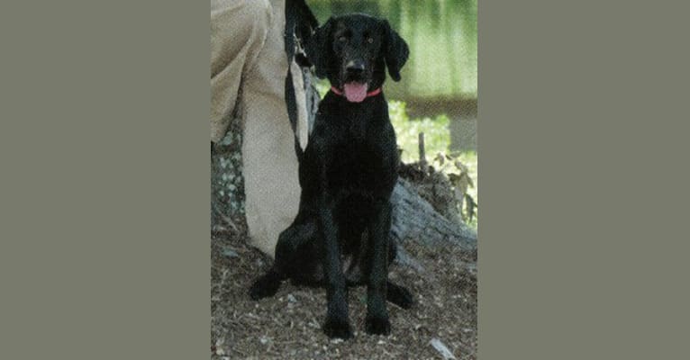 Photo of Ebon, a Labrador Retriever 
