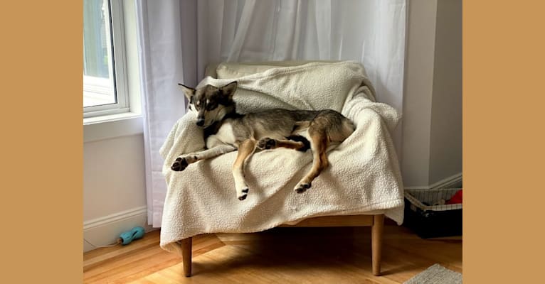 Wasali, an Alaskan-type Husky tested with EmbarkVet.com