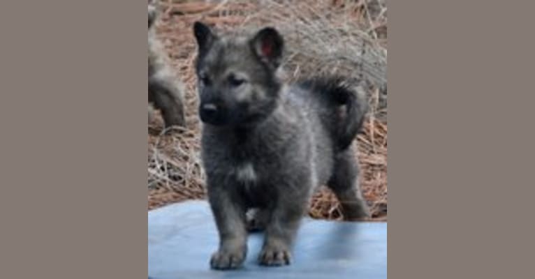 Count, an Alaskan Malamute and German Shepherd Dog mix tested with EmbarkVet.com