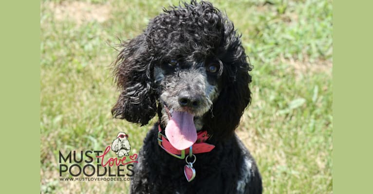 Moxie, a Poodle tested with EmbarkVet.com