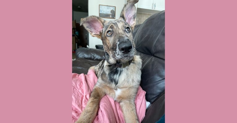 Murphy, a German Shepherd Dog and Labrador Retriever mix tested with EmbarkVet.com