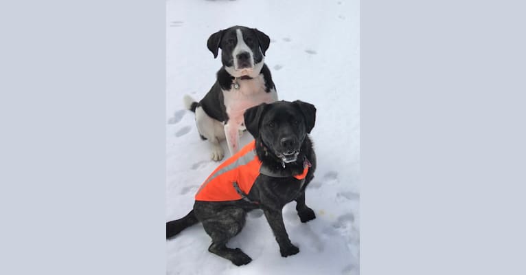 Ula, a Labrador Retriever and Saint Bernard mix tested with EmbarkVet.com