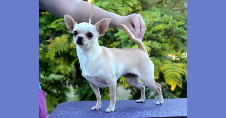 Flicker, a Chihuahua tested with EmbarkVet.com