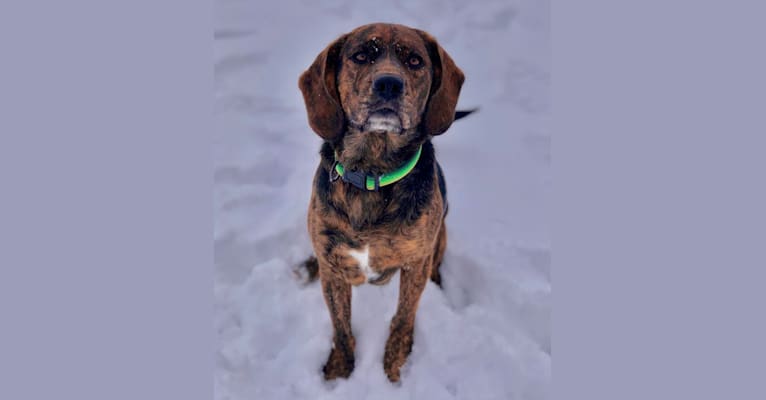 Photo of Otis, a Beagle and Golden Retriever mix in Greensburg, Indiana, USA