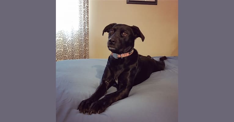 Desmo, a Staffordshire Terrier and Labrador Retriever mix tested with EmbarkVet.com
