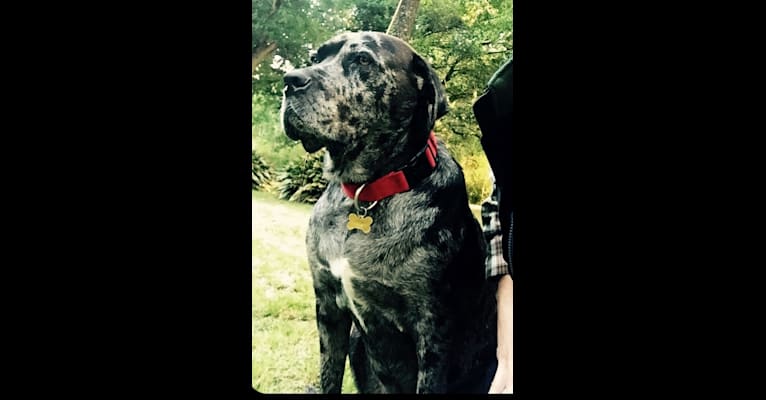 Moose, a Cane Corso and Catahoula Leopard Dog mix tested with EmbarkVet.com