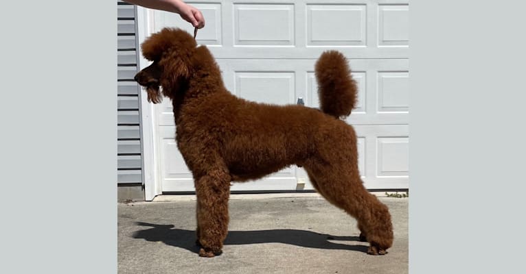 Catoctin furnace standard poodles discount