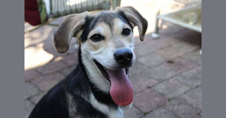 Molly, a German Shepherd Dog and Labrador Retriever mix tested with EmbarkVet.com