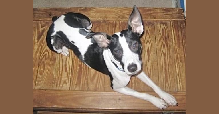 Maddie, an American Pit Bull Terrier and Rat Terrier mix tested with EmbarkVet.com