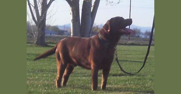 Opie, a Labrador Retriever tested with EmbarkVet.com