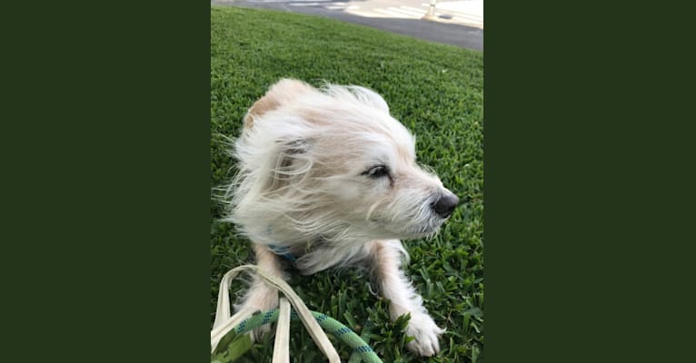 Bogey, a Chihuahua and Cocker Spaniel mix tested with EmbarkVet.com