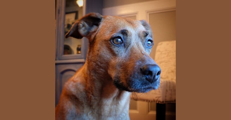 MAGGIE, a Boxer and Labrador Retriever mix tested with EmbarkVet.com