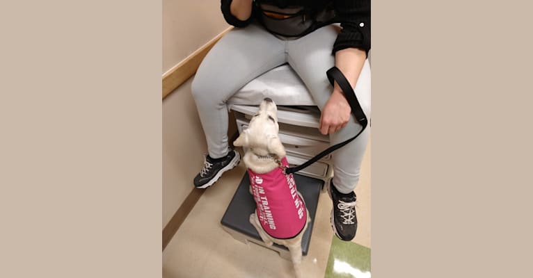 Missy, a Labrador Retriever tested with EmbarkVet.com