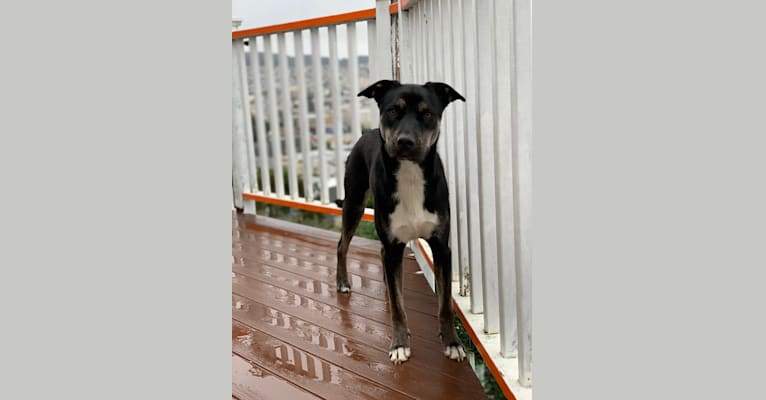 Kuma, a Siberian Husky and American Pit Bull Terrier mix tested with EmbarkVet.com