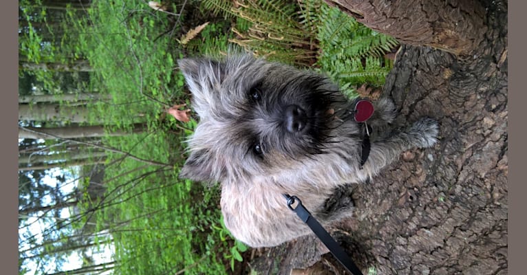 Vanilla, a Cairn Terrier tested with EmbarkVet.com